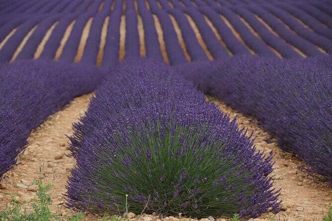 Full-day Private Tour Gorges du Verdon (LAVENDER JUNE 15/JULY 15) - Who Should Book This Tour?