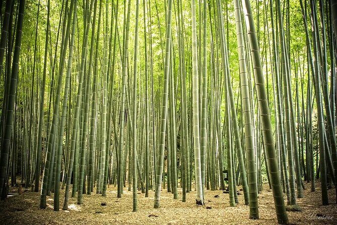 Full Day Private Tour In Kamakura English Speaking Driver - Final Thoughts