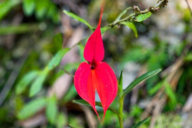 Full-Day Private Tour in Machupicchu with Expedition Train - Key Points