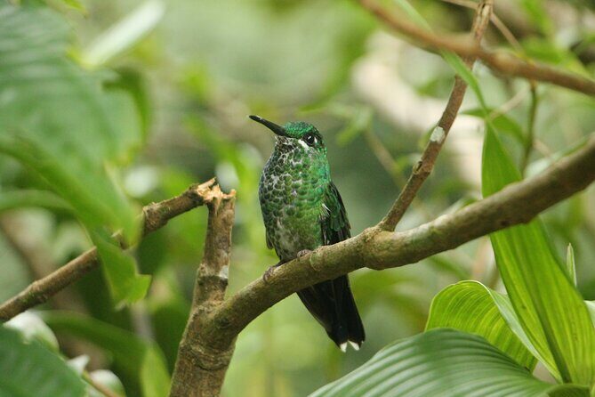 Full Day Private Tour in Monteverde, Costa Rica - Frequently Asked Questions