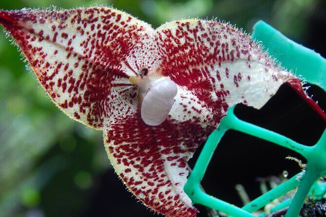 Full-Day Private Tour of Mindo Cloud Forest - Final Thoughts: Is This Tour Right for You?