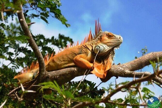 Full Day Private Tour of Palo Verde National Park - What’s Included and What to Consider