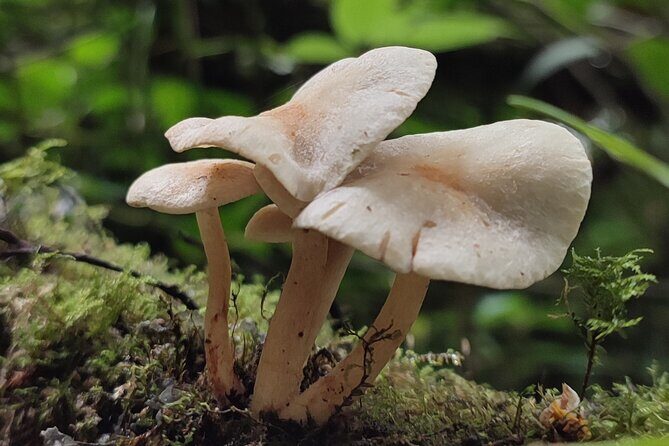 Full-Day Private Tour Papallacta Hot Springs and Roses Farm - FAQ