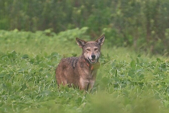Full-Day Private Tour to Alligator River National Wildlife Refuge - Key Points