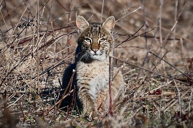 Full-Day Private Tour to Alligator River National Wildlife Refuge - Exploring North Carolina’s Wildlife: What to Expect