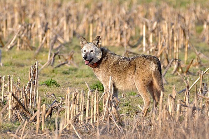 Full-Day Private Tour to Alligator River National Wildlife Refuge - Frequently Asked Questions