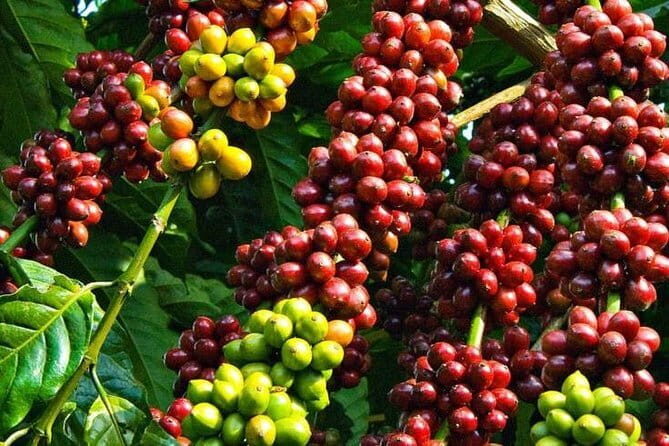 Full Day Private Tour To Da Lat From Nha Trang - Discovering Da Lat: A Complete Guided Journey From Nha Trang