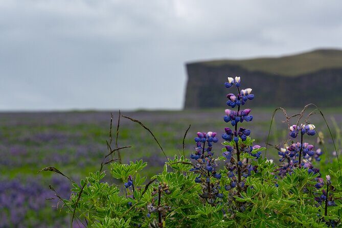 Full-Day Private Tour to Explore South Coast of Iceland - Exploring Iceland’s South Coast: An In-Depth Review of the Full-Day Private Tour