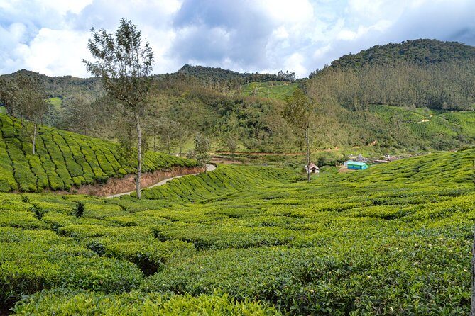 Full-Day Private Tour to Munnar from Kochi with Lunch - Final Thoughts