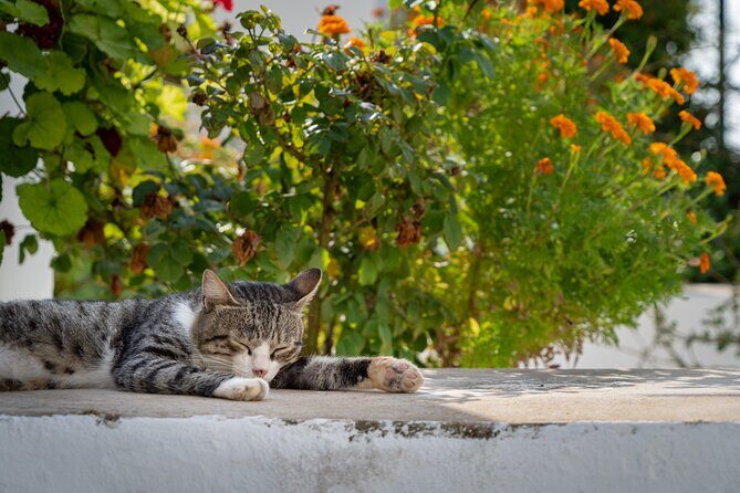 Full Day Private Tour to the North of Corfu Island - Final Thoughts