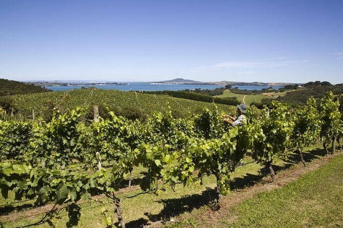 Full Day Private Waiheke Island Wine Tour Including Lunch - An In-Depth Look at the Waiheke Island Private Wine Tour