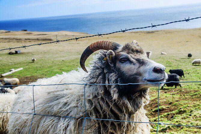 Full Day Private Westman Island Tour from Reykjavik - Exploring the Westman Islands: A Deep Dive