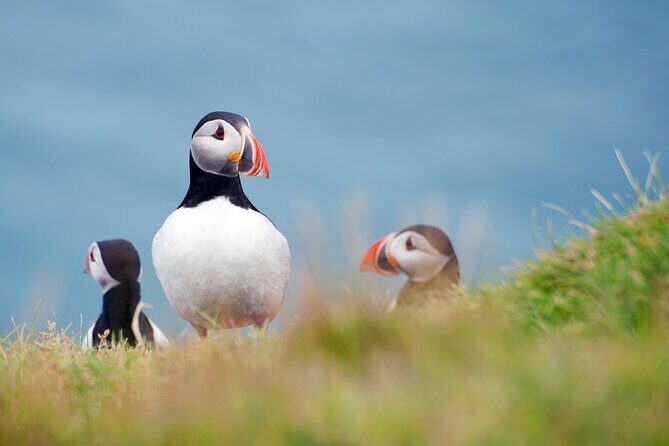Full Day Private Westman Island Tour from Reykjavik - FAQ: Your Questions Answered