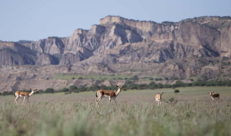 Full-day Private Wilderness tour in Vashlovani National Park - Final Thoughts