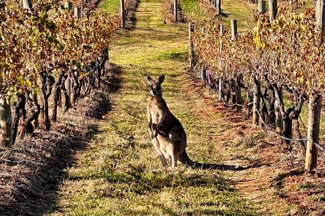 Full Day Private Wine Tour Exclusively Tailored To Suit You - Frequently Asked Questions