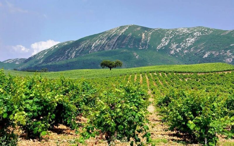 Full Day Private Wine Tour in Arrabida - Who Will Love This Tour?