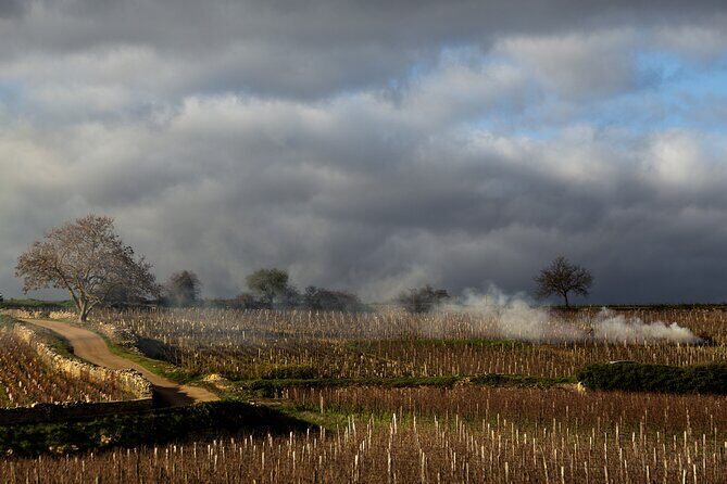 Full-Day Private Wine Tour in Côte de Beaune - FAQs About the Full-Day Private Wine Tour in Côte de Beaune