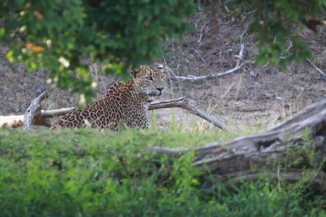Full Day Private Yala Safari Trip with Lunch - Key Points