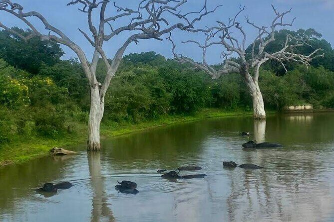 Full Day Private Yala Safari Trip with Lunch - Who Should Book This Tour?