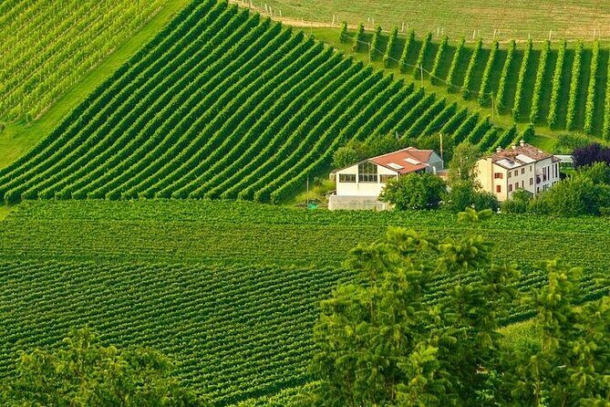 Full-Day Prosecco Tasting - 3 Wineries from Venice or Treviso - Authentic Experiences and Genuine Value