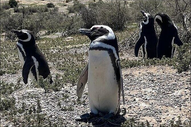 Full Day Punta Tombo Penguin Paradise - Experience the Majesty of Punta Tombo’s Penguins in a Full Day Tour