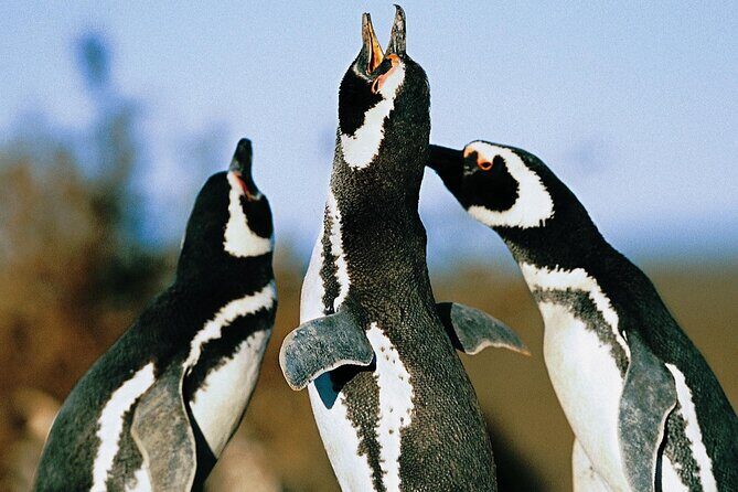 Full Day Punta Tombo - Walking Among Penguins Experience - Madryn - Transportation and Group Size