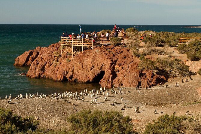 Full Day Punta Tombo - Walking Among Penguins Experience - Madryn - A detailed look at the Punta Tombo Tour