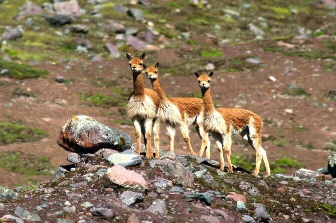 Full Day - Rainbow Mountain tour - Group Service - A Deep Dive into the Rainbow Mountain Experience