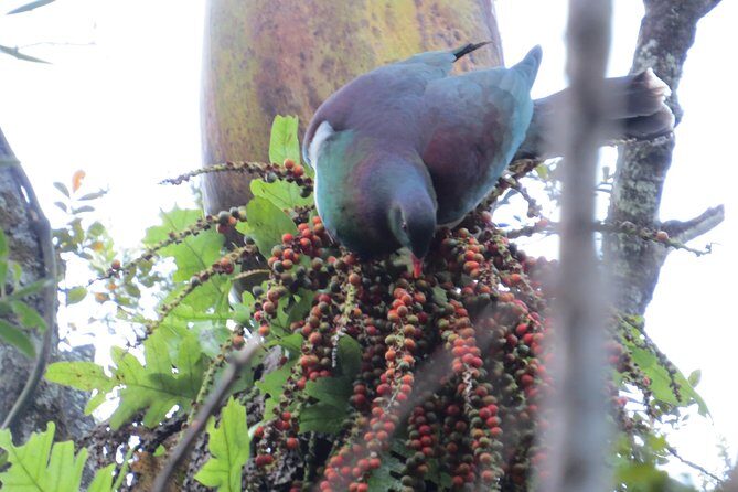 Full-Day Rainforest Getaway in Northland - Exploring the Full-Day Rainforest Getaway in Northland