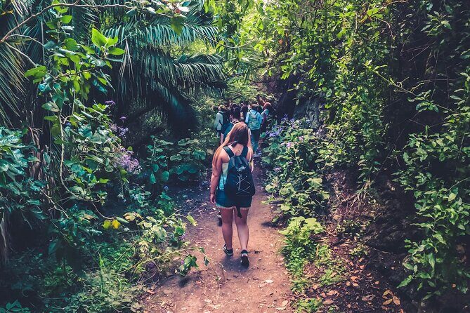 Full Day Rainforest Tour with Tasting and Swimming Time - A Deep Dive Into the Experience