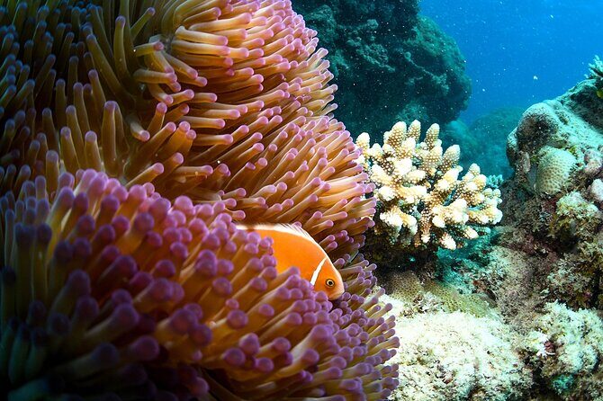 Full Day Reef Cruise and 10 Minute Helicopter Scenic Flight - FAQ
