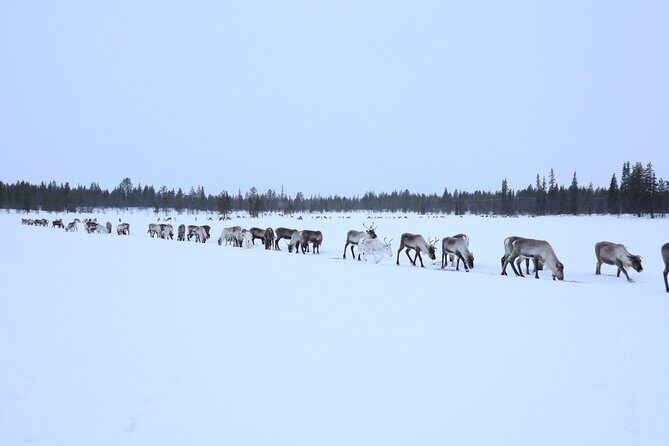 Full-Day Reindeer Tour with Pickup in Kiruna - Why Travelers Will Love This Tour