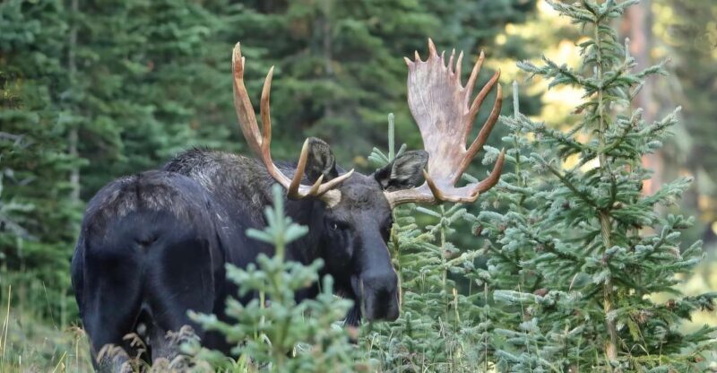 Full-Day RMNP Over the Top Tour - RMNPhotographer - An In-Depth Look at the Full-Day RMNP Over the Top Tour