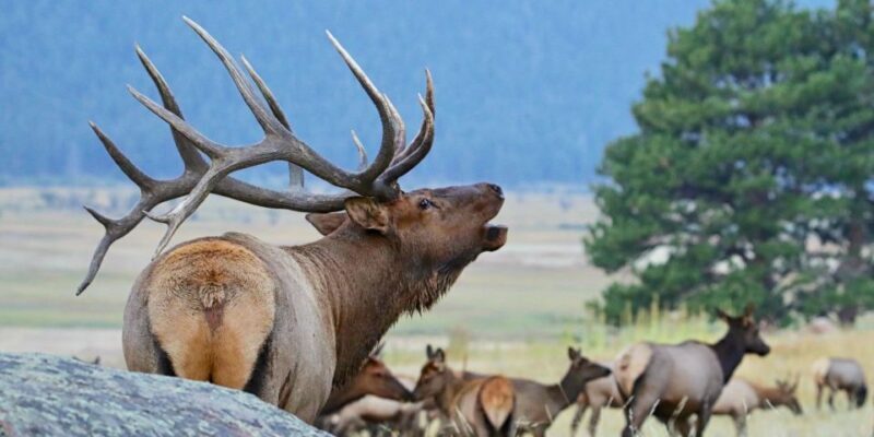 Full-Day RMNP Over the Top Tour - RMNPhotographer - FAQs