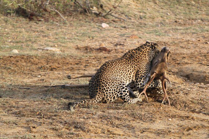 Full Day Safari ( The Best for Leopards ) in Yala - A Deep Dive into Yala’s Full-Day Safari Experience