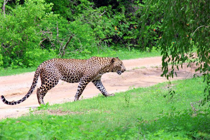 Full Day Safari ( The Best for Leopards ) in Yala - Final Thoughts: Is It Worth It?