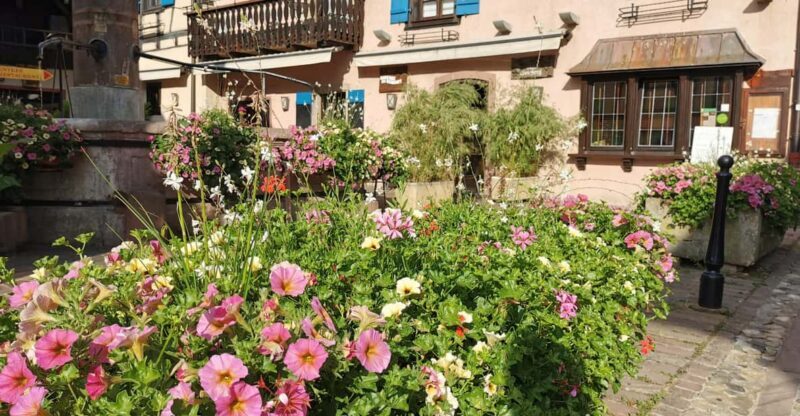 Full Day Safari Tour Villages & Vineyards Wine tasting - An In-Depth Look at the Tour Experience