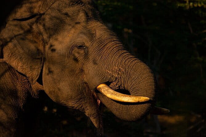 Full Day Safari Tour Yala - The Core of the Experience: Yala National Park