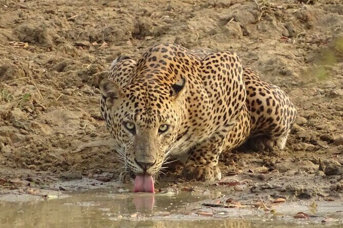 Full day Safari - Yala National Park - 04.30 am to 06.00 pm with - Janaka safari - Exploring Yala National Park: What You Can Expect