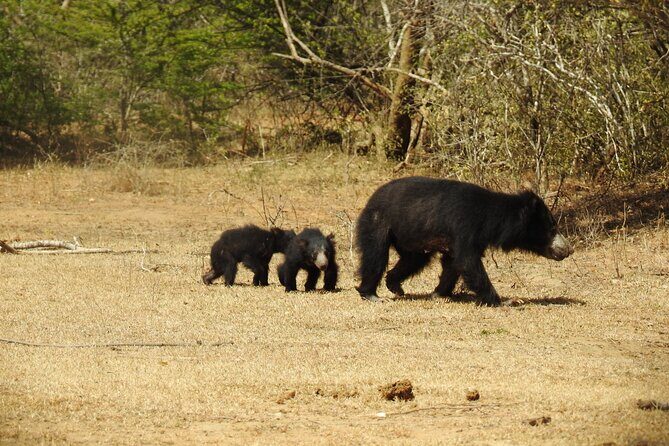 Full day Safari - Yala National Park - 04.30 am to 06.00 pm with - Janaka safari - Who Would Love This Tour?