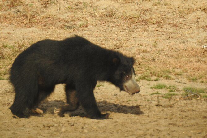 Full day Safari - Yala National Park - 04.30 am to 06.00 pm with - Janaka safari - Final Thoughts