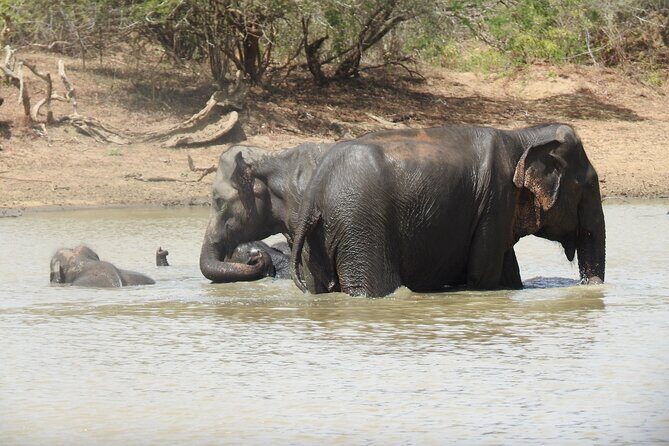 Full day Safari - Yala National Park - 04.30 am to 06.00 pm with - Janaka safari - FAQs
