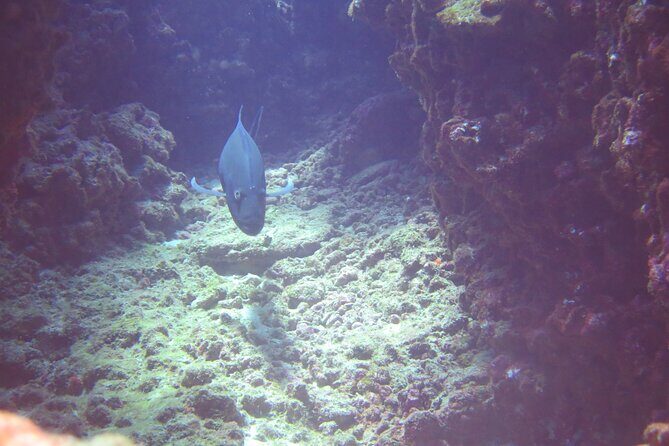 Full Day Scuba Dive Off The Na Pali Coast, Kauai-Mana Crack - An Unforgettable Full Day of Scuba and Coastline Wonders on Kauai