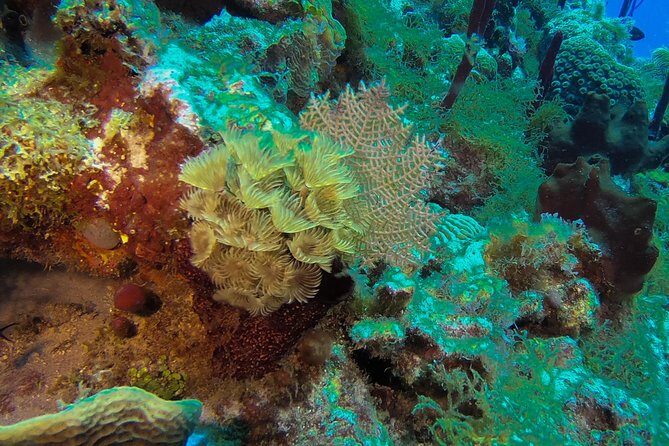 Full-Day Scuba Diving Catalina Island Tour from Bavaro - A Few Considerations