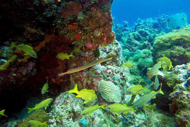 Full-Day Scuba Diving Catalina Island Tour from Bavaro - Who Is This Tour Best For?