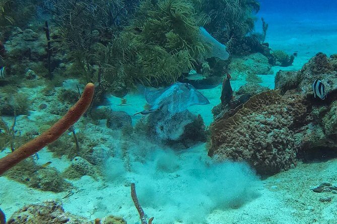 Full-Day Scuba Diving Catalina Island Tour from Bavaro - Final Thoughts on Value and Experience