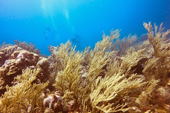 Full Day Scuba Diving in Rosario Islands - Frequently Asked Questions