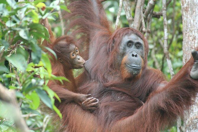 Full-Day Sepilok Orangutan and Proboscis Monkey from Sandakan or Kota Kinabalu - Exploring the Itinerary in Depth