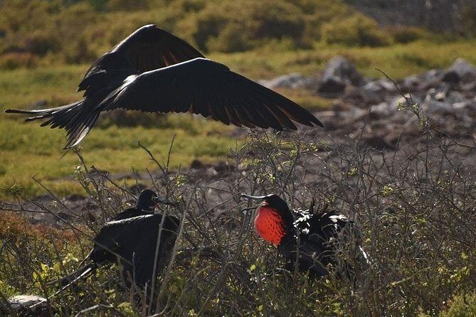 Full Day Seymour North Island & Las Bachas - In-Depth Look at the Tour Experience