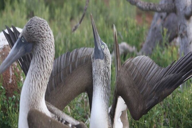Full Day Seymour North Island & Las Bachas - Analyzing the Value and Practicalities